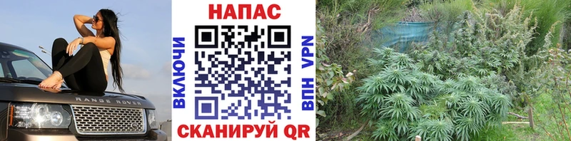 Каннабис сатива Купить закладки Шатура